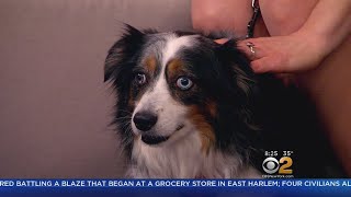 Furry Friend Finder: Beau & Nanette