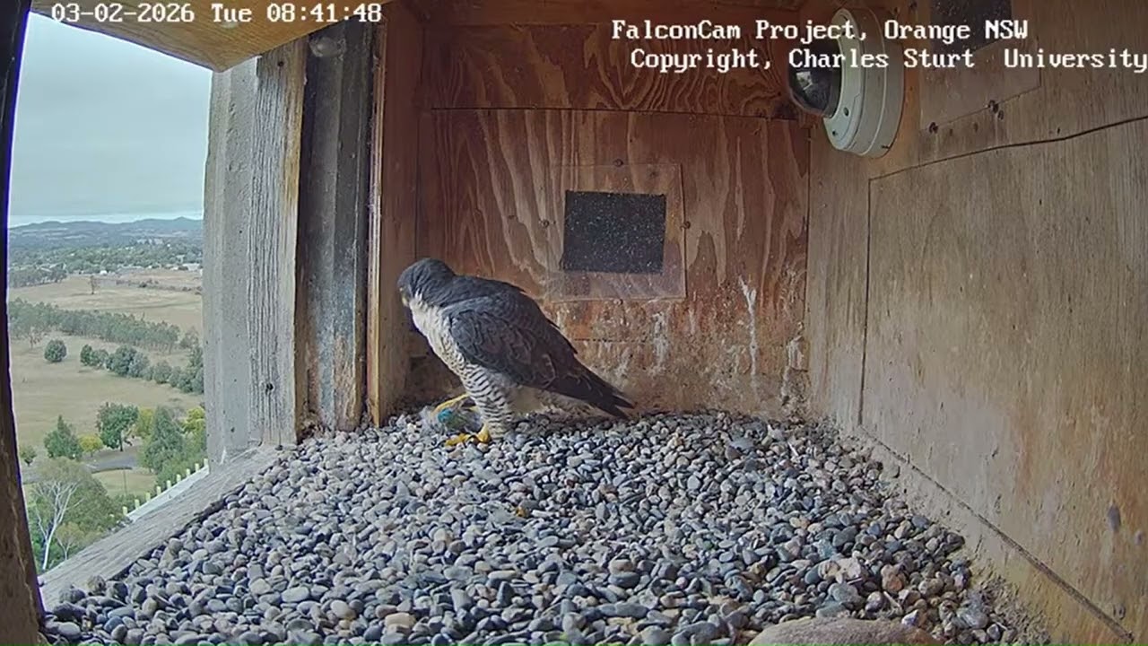 Gimbir preps and stashes prey, FalconCam Project, Orange NSW, 3 February 2026