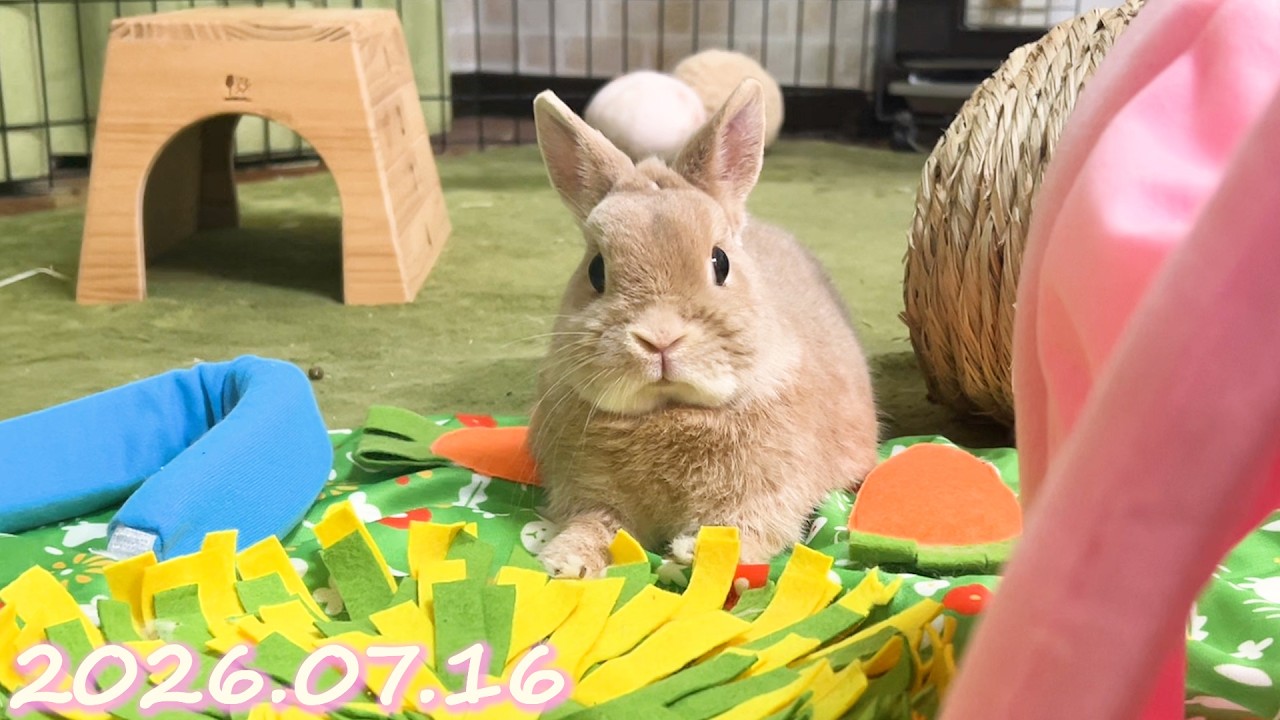 お気に入りの場所はお花畑🌸のうさぎ🐰】毎日の約70秒ひなちゃん