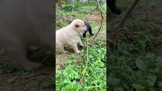 Two puppies one white and one black playing outside in a grassy area with trees in the background