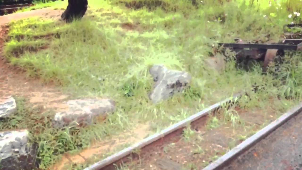 verus New case "Damda"