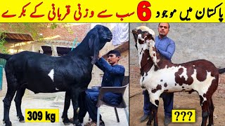 Top 6 Most Heaviest Qurbani Goat In Pakistan | Heavy Weight Qurbani Bakra | NYKI