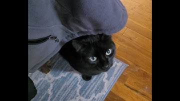 Funny Cats Treat Time Panther Buddy Soft Meows Chirps & Baby With Cat Nip #cutecat