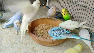 Parakeets Hilarious Reaction After Getting Early Morning Diet / Budgies Diet Plan / Healthy Budgies
