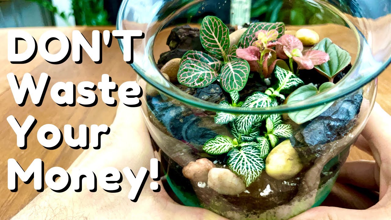 How to Make a Terrarium, Terrarium Care, Open Terrariums