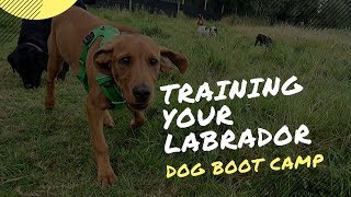Training Your 5 Month Old Labrador Puppy In 2 Weeks