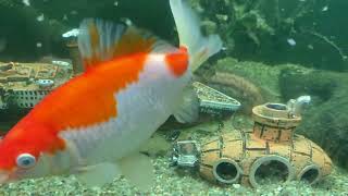 Goldfish Eating Brine Shrimp