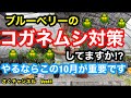 【ブルーベリーの害虫対策】簡単に栽培から収穫まで楽しめる初心者向けの植物です。ただし10月はコガネムシが発生するので必ずその対策を!さくチャンネルVer41【園芸】【ブルーベリー】【病害虫】【初心者】