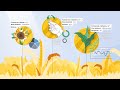 Изготовление инфографики для систем агромониторинга