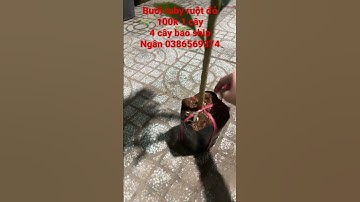 Bưởi ruby ruột đỏ- Hoa kiểng Cái Mơn, Chợ Lách -  Ngọc Ngân Bến Tre 0386569374 (23/03/2023)