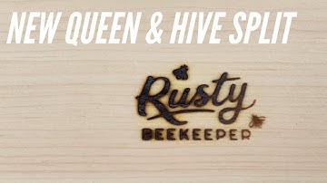 New Queen & Hive Splitting