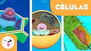 Las células procariotas y eucariotas - Ciencias Naturales- Vídeo educativo para niños