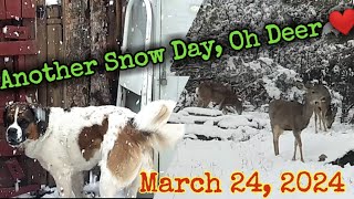 Another Snow Day March 24rh 2024/Lots of Deer Visiting/#martinmidlifemisadventures #deerlovers #snow by Martin Midlife Misadventures 1,752 views 3 weeks ago 2 minutes, 26 seconds
