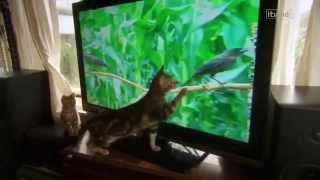 The Wonderful World of Cats   HD Nature Wildlife Documentary