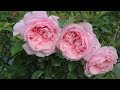 Hoa hồng Pháp cực sai hoa Souvenir De La Malmaison Rose