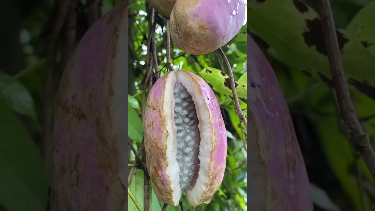 “China’s Most Delicious Fruits That Will Blow Your Mind! 🤯🍇” 