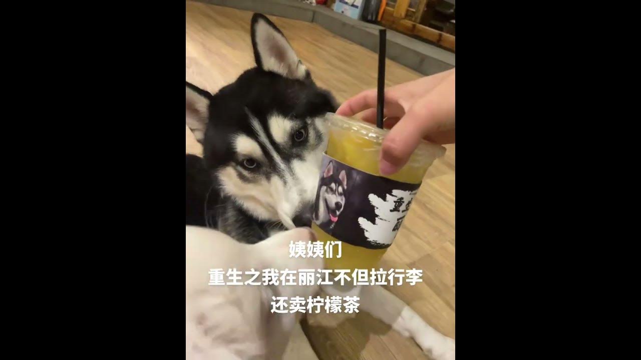 Come and have a cup of my lemon tea! Aunties, it's here to invite you to #husky  #Star计划和萌宠出道计划 #Th
