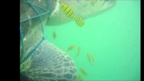 Sea turtle entangled in ghost net