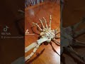 Alien Face Hugger 3D print #alien #3dprinting