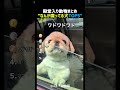 なんか喋ってる犬TOP5 🐶💬