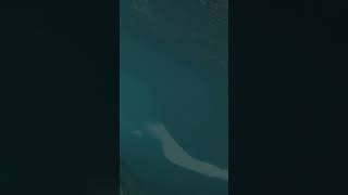 Tsunami Visualization #shorts
