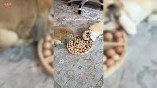 Rabbit Flips Enrichment Toy in Adorable Food Hunt - 1847650