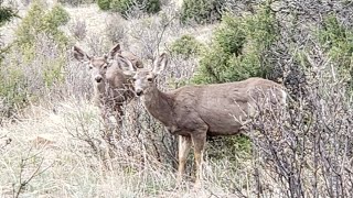 Come Hike With Me at Reynolds Park (Conifer, CO)