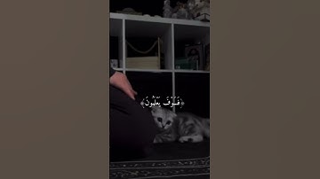 {سورة الحجر 95-99} #سورة_الحجر #و_لقد_نعلم_انك_يضيق_صدرك #سبحان_الله _الحمد_لله #quran