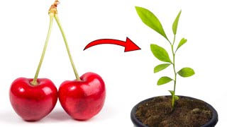 Grow Cherry Trees from Seed - THE QUICK AND EASY EXPLANATION