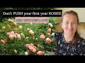 Major mistakes in caring for first year roses in the garden