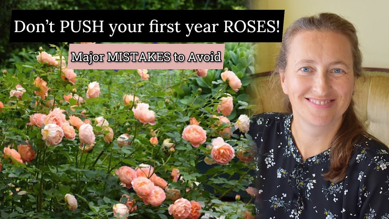 Основные ОШИБКИ при уходе за розами первого года жизни в саду