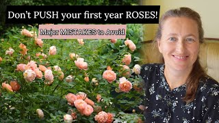 Major MISTAKES in caring for First Year ROSES in the garden