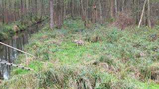 Begegnung mit einem Wolf im Spreewald