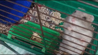 This is my pet