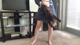 Кто бы ещё бы муРжика так потрепал ... =^..^= СИАМСКИЕ КОШКИ Кто бы ещё бы муРжика так потрепал ... =^..^= СИАМСКИЕ КОШКИ