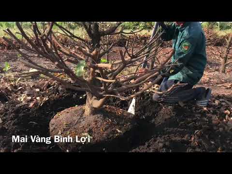 Video mai vàng thân đẹp tàn đều (cây đã bán) - youtube