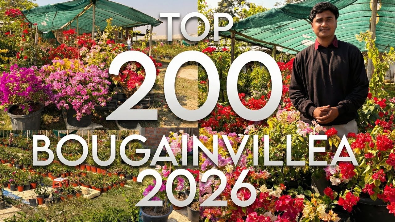 Bougainvillea Special | All Varieties Showcased | पूरी जानकारी एक वीडियो में