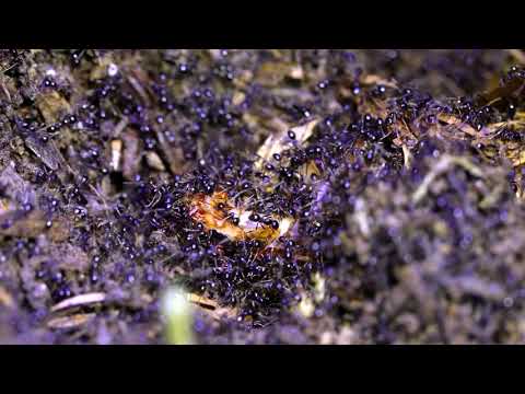 Hidden Video: Life in the New Olympus & Titan Feeding Scene - Hidden Video: Life in the New Olympus & Titan Feeding Scene