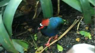Crested Wood Partridge Birds At The Tennessee Aquarium In Chattanooga Inside The Butterfly Garden