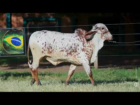 Lote 24 - RBBG1459