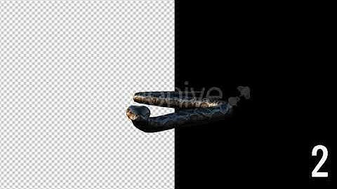 Realistic 3D Snake Animations Pack | Motion Graphics - Envato elements