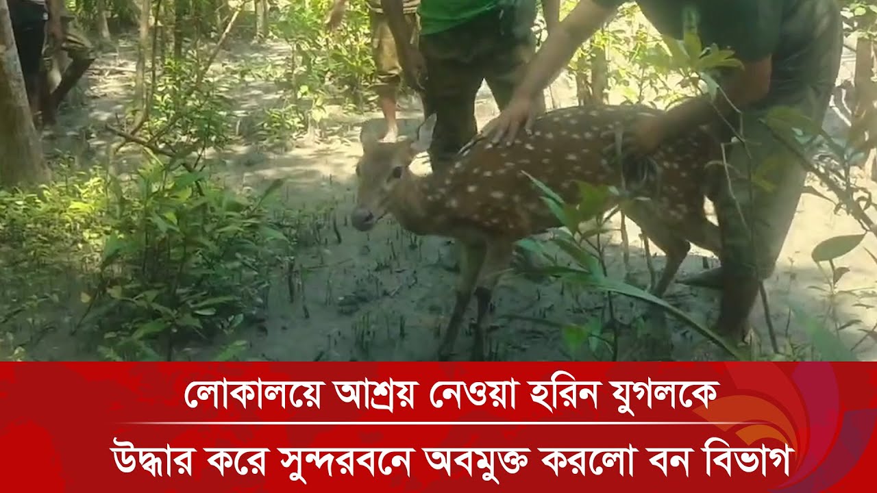 সুন্দরবন থেকে লোকালয়ে আশ্রয় নেওয়া হরিন যুগলকে উদ্ধার করে সুন্দরবনে অবমুক্ত করলো বন বিভাগ