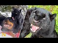 Black Panther And Rottweiler Best Friends mp3
