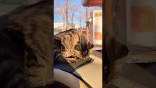 Наблюдения 🐈⬛ #funnycats #цитаты #юмор #котики #catvideos #cat #котик #кот #кошка #funny #лайфхак