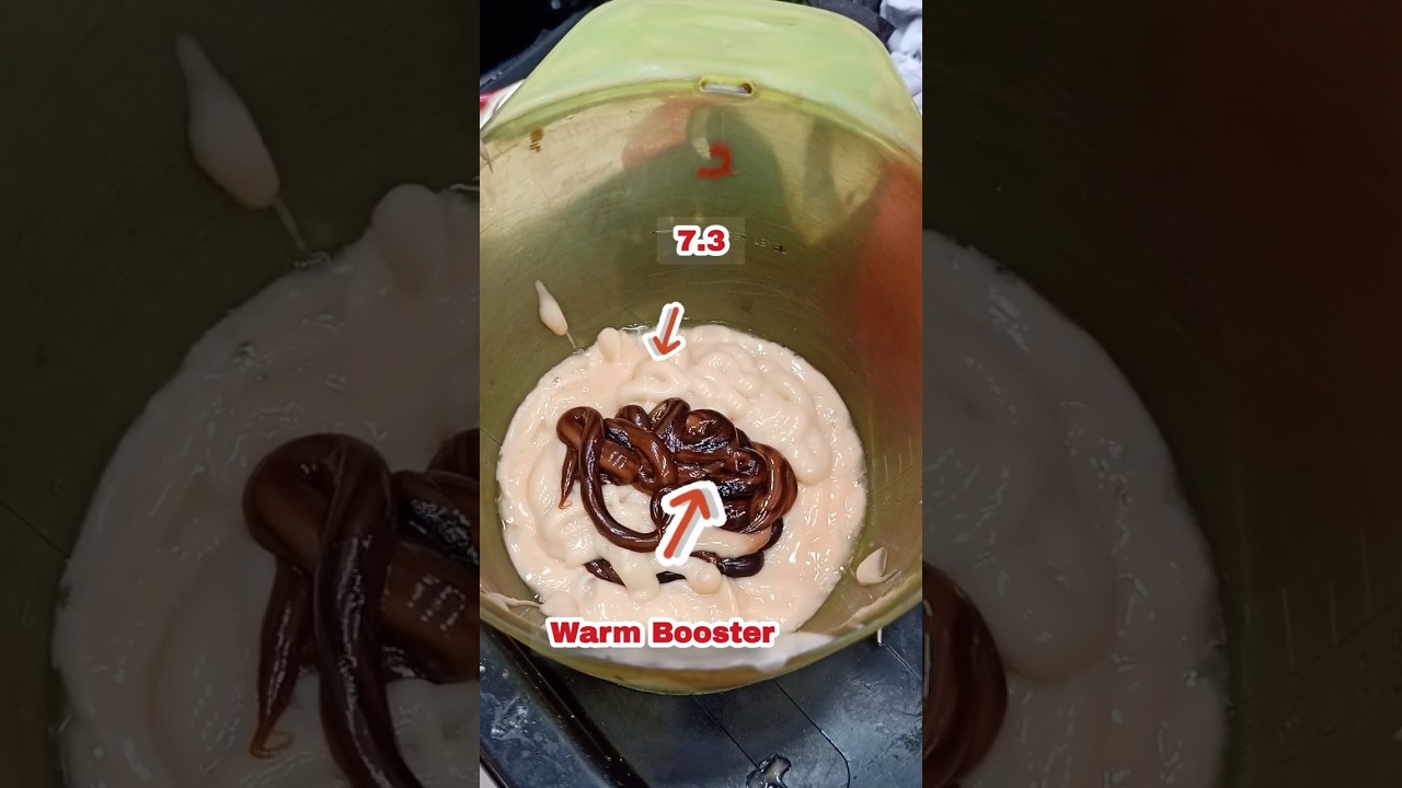 7.3 Golden Blonde With Warm Booster || Global Highlights