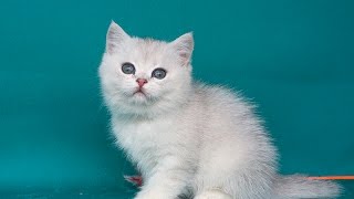 Британские котята, голубая серебристая затушеванная шиншилла. Британские котята, голубая серебристая затушеванная шиншилла.