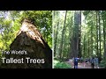 EXPLORING "AVENUE of the Giants"