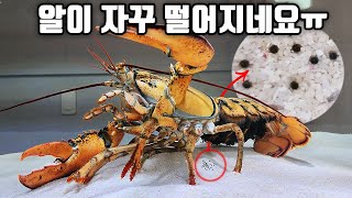 포란한 랍스타 알이 자꾸 떨어져서 걱정입니다ㅠ (feat. 파인애플 집)