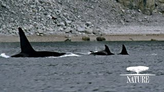 Killer Whales Attack Pod of Narwhal | Nature on PBS
