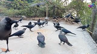 Crows fight for food Crow Sound part 95 কাকের ডাক